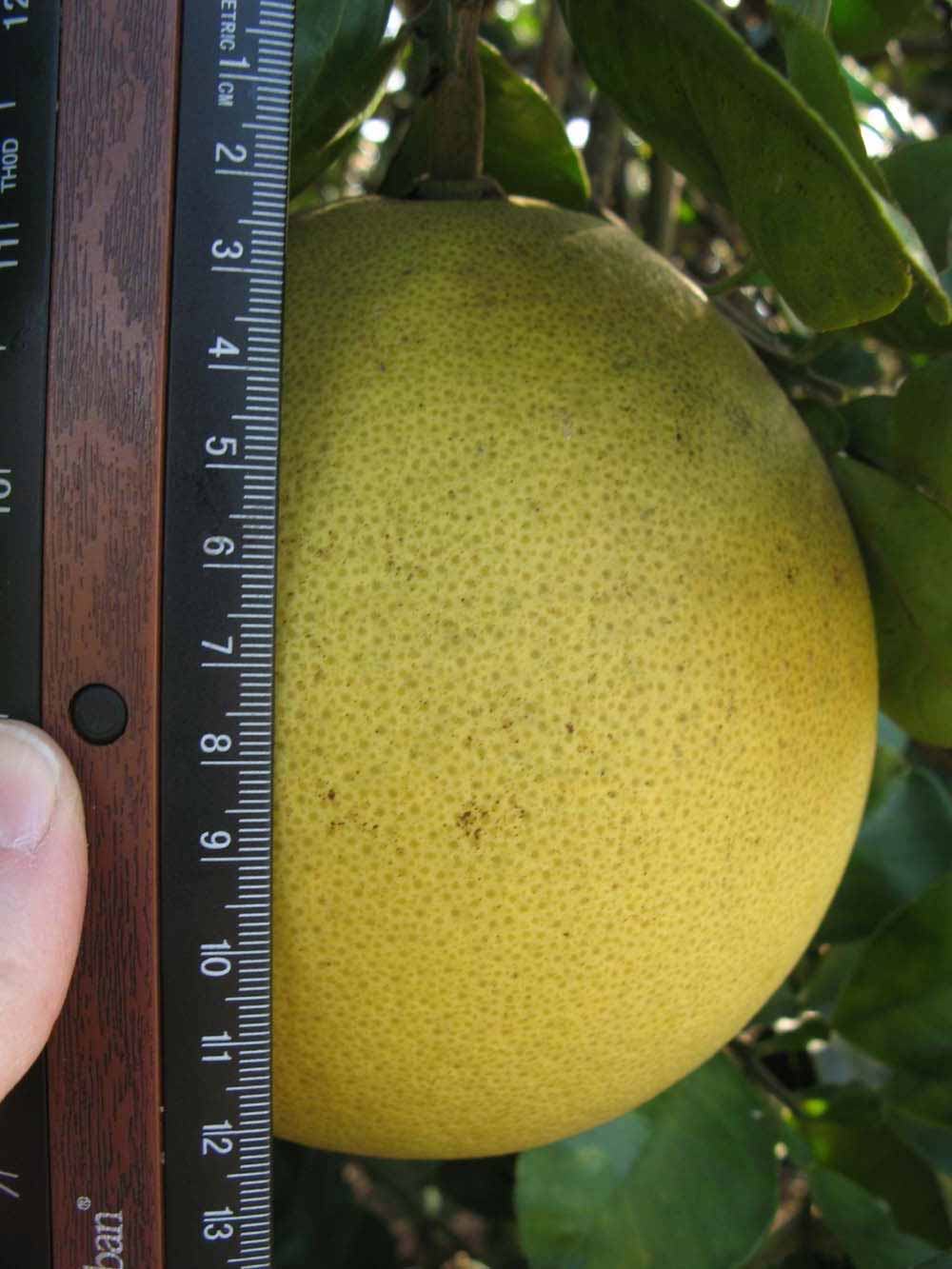            Fruit (Winter Haven, FL)   